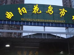 -曲阳花鸟市场(曲阳路店)
