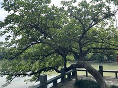 -江心屿景区