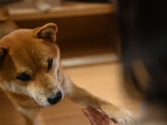 -是阿柴呀！柴犬咖啡·爱喵喵猫咖