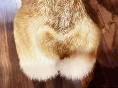 -柯斗斗主题餐厅·狗咖·围炉煮茶·茶饮(国瑞升平里店)