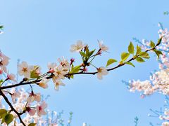 -高东镇樱花园