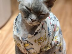 -MOCHA明星猫咖(田子坊店)