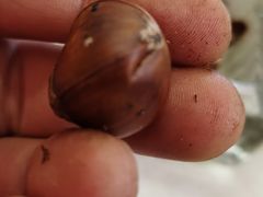 -小叶佳栗子(昌平店)