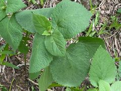 -白草畔自然风景区