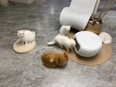 -More Fun猫咖 二十只万元加菲主题