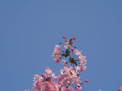 -莫愁湖公园