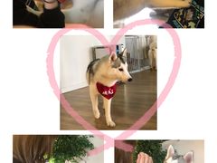 桃心-Husky Go! 哈士奇体验馆·宠物咖啡厅狗咖