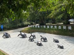 -广东惠东海龟国家级自然保护区