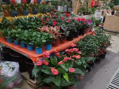 -秦美花卉(天朗·莱茵小城2期店)