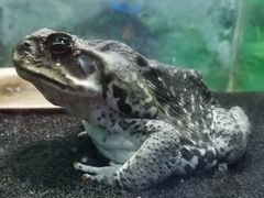 -上海大自然野生昆虫馆(东方明珠·爬宠昆虫探索中心)