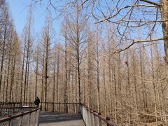 -黄海国家森林公园