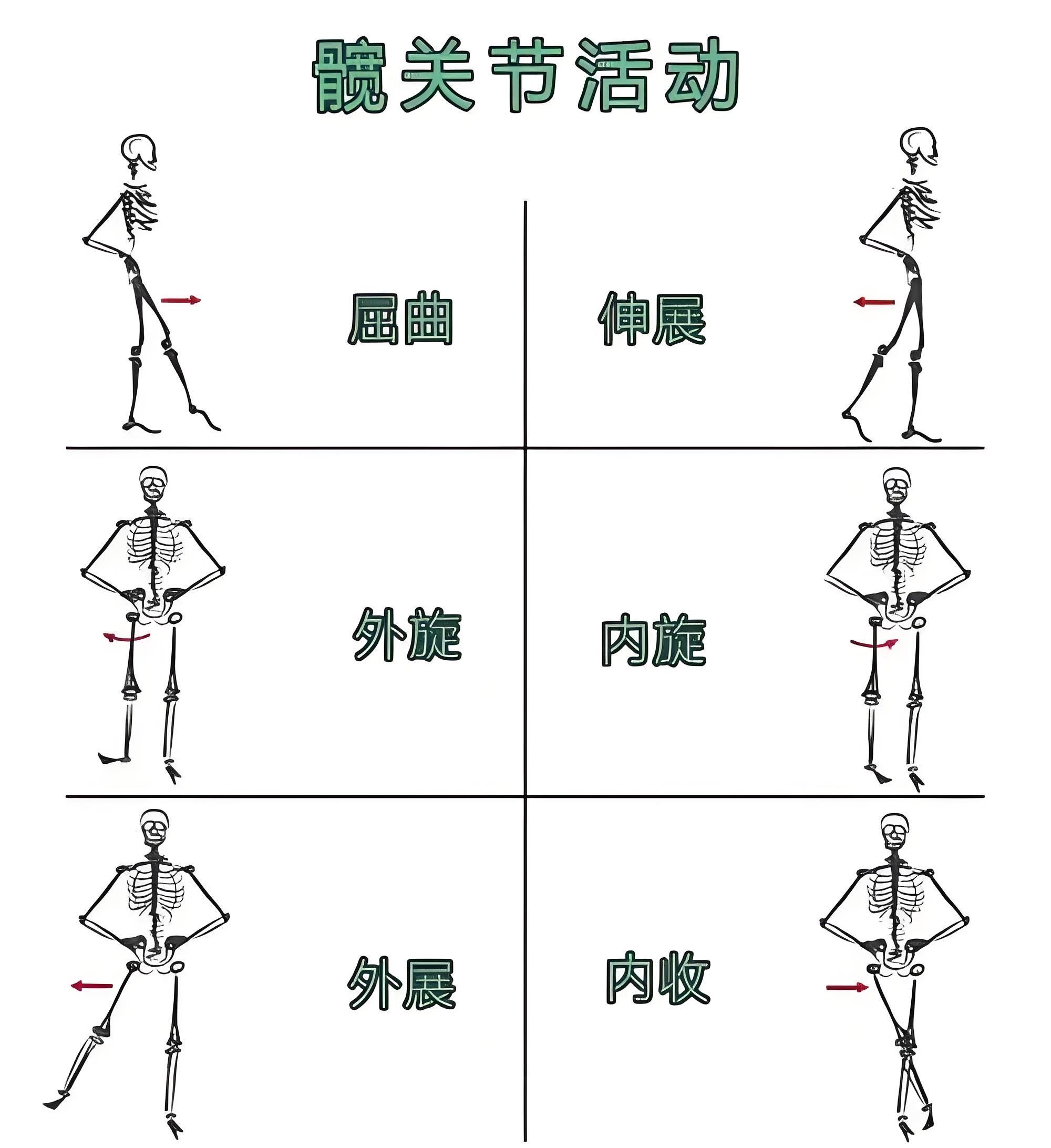 髋关节活动度的重要性