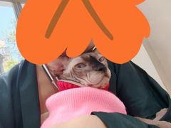 -李小姐の猫咖啡馆(五角场店)