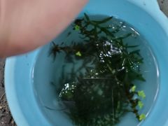 -成都市活水公园