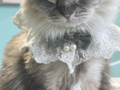 -怪兽屋·羊驼·猫咖·狗咖(俊华广场店)