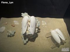 -亚龙湾中心广场·贝壳馆