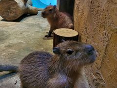 -Mr·Kuma酷么先生雪之乐园