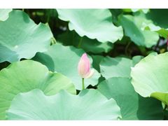 iphone_upload_pic-大湾区中央湿地公园