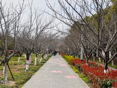 -高东镇樱花园