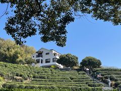 -十八棵（老龙井）御茶园(老龙井店)