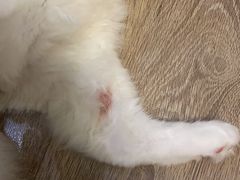 -爱侣宠医·鹦鹉专科·小型哺乳类·异宠专科(灵石路店)