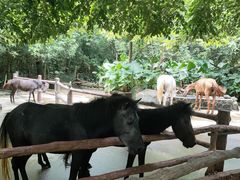 -海南热带野生动植物园