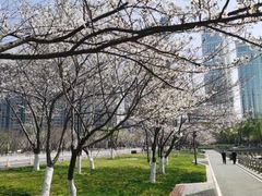 -武汉大学-樱园