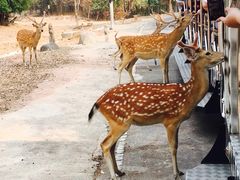 -清迈夜间动物园