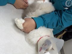 -中农国际动物医院24小时·猫科·骨科·急重症中心