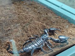 -上海大自然野生昆虫馆(东方明珠·爬宠昆虫探索中心)