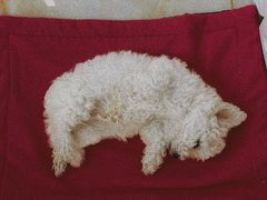 -宠颐生中康贝怡动物医院