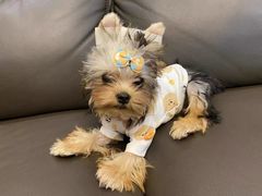 -宠爱国际动物医院· 猫科· 外科·中兽医(长白店)