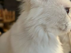 -猫猫幼稚园·撸猫·桌游·电玩