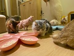 -猫腻·猫咖·撸猫馆(星光大道店)