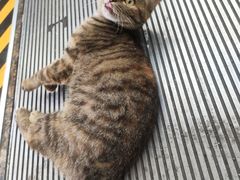 -小杨生煎(龙之梦购物中心店)