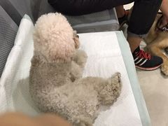 -天时宠物医院24小时疑难病例会诊中心(顾乡大街总院)