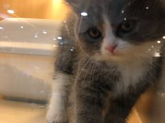 -momokira米努特·德文卷毛猫·棉花面纱犬