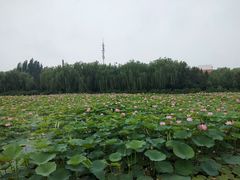 -北陵公园
