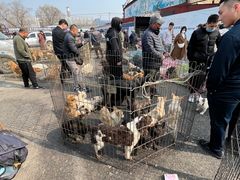 -八家子宠物市场