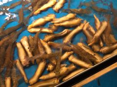 -质烤烤物·活烤海鲜(质烤总店)