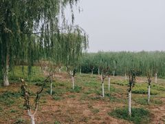 -西青郊野公园