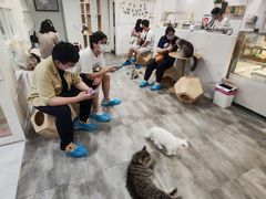 -楼上猫咖(罗湖店)