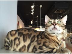 -Cappucimeow猫咪咖啡馆(韦伯时代店)