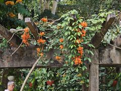 -中国科学院西双版纳热带植物园