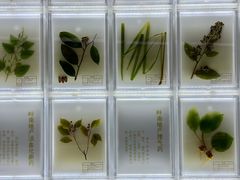 -广东中医药博物馆
