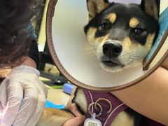 -艾贝尔宠物诊疗