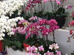 -龙大花卉苗木市场