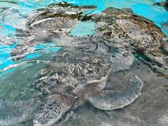 -海合安成都极地海洋公园