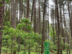 -龙架山森林公园