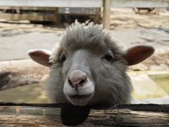 -费瑟代尔野生动物园